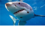 shark lovers of roblox