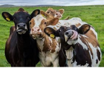The Cow Gang 77