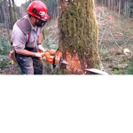tree team