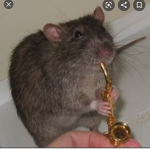 Homeless rat's