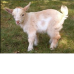 Billy kings goats