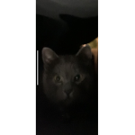 CatsDHC