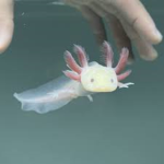 Axolotls are the best!!!!!