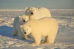 STOP CLIMATE CHANGE!!!