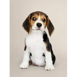 The Roblox Beagle cute
