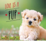 Love is a puppy