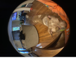 Barkity Boom