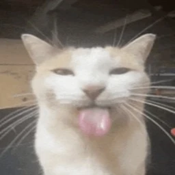 I hid a cat in this game and i bet you cant findit icon