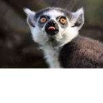 team lemur zabcia