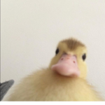 El’s ducklings