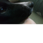 Dooggy