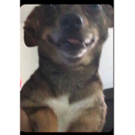 The derp stuff