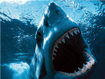 Dr. White Sharks.
