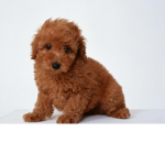 [KPA] Knoxy Poodle's Army