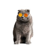 Cat <3 Fashion