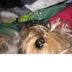 The Nala And chewy group