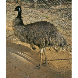 australia thing