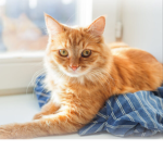 Cats Cats we fart