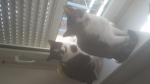 Kawaii group meow