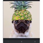#Pineapple Puppy Squad