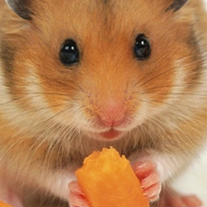 Hamster Simulator Roblox group icon