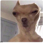 sour Dogs