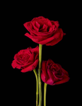 Roses of The Garden's