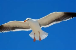 Seagulls United Official