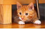 Tiggy Wiggy