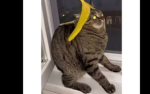 Official Bad Taker Paralyzed cat