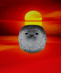 The Seal Army Returns
