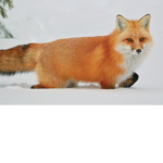 Roxanne wolf (;