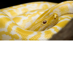 The cheese snek group