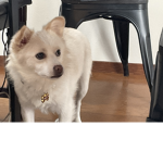 Squad pup