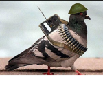 Pigeon and company