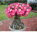 Desert Rosez
