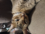 CattGomeow
