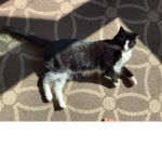 Official official cat Group
