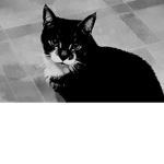 CatMan Group for good people and friends