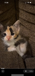 {-Kitties-}