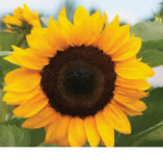 SuNfLoWeR SqUaD*