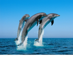 The Gold Oceanfan team