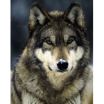 Team-Wolfs