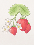 Little strawberry's lilliv