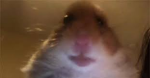 Hamster Çetesi - BXZ_STAR