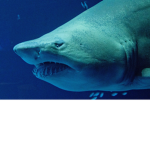 Sharks_1883