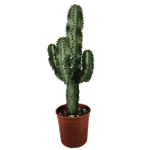 Cactus army of robloxia