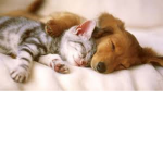 animal group for everyone