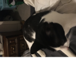 Catsaregreat123