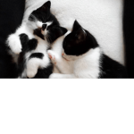 The Guinea Pigs :3